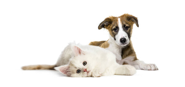 Lying down cat and dog together in front of white background