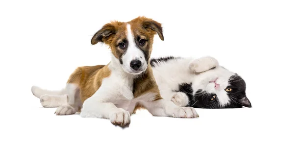 Crossbreed Hond Kat Samen Liggend Geïsoleerd Wit — Stockfoto