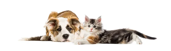 Crossbreed Hond Kat Samen Liggend Geïsoleerd Wit — Stockfoto