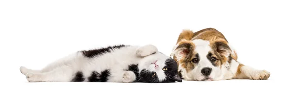 Korsning Hund Och Katt Liggande Tillsammans Isolerad Vit — Stockfoto