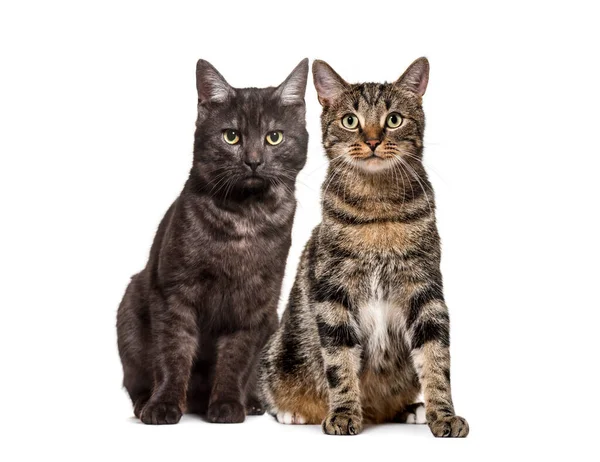 Grupo Gatos Domésticos Raza Cruzada Adultos Sentados Fila Mascotas Uno —  Fotos de Stock