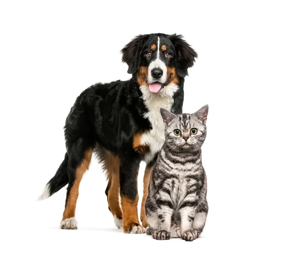 Cat Dog Together Front White Background — Stock Photo, Image