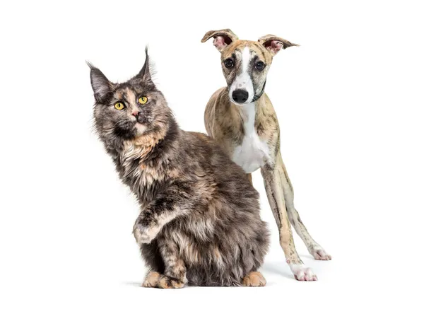 Katze Und Hund Zusammen Vor Weißem Hintergrund — Stockfoto