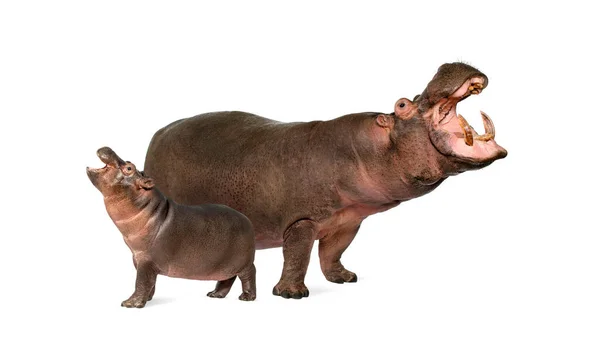カバの子牛とその母親は孤立し カバの両生類 — ストック写真