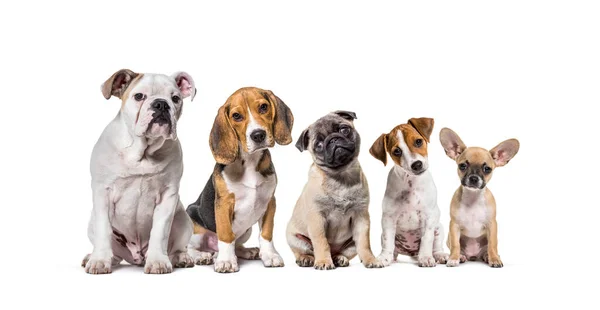 Grupo Perros Diferentes Razas Sentados Fila Mirando Cámara Aislados Blanco —  Fotos de Stock