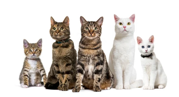 Large Group Crossbred Domestic Cats Adult Kitten Sitting Row Pets — Stock Photo, Image