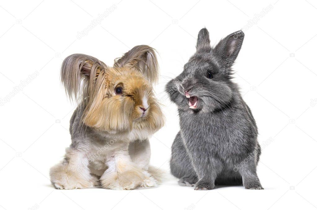 Two rabbits together, one groomed and the other one laughing