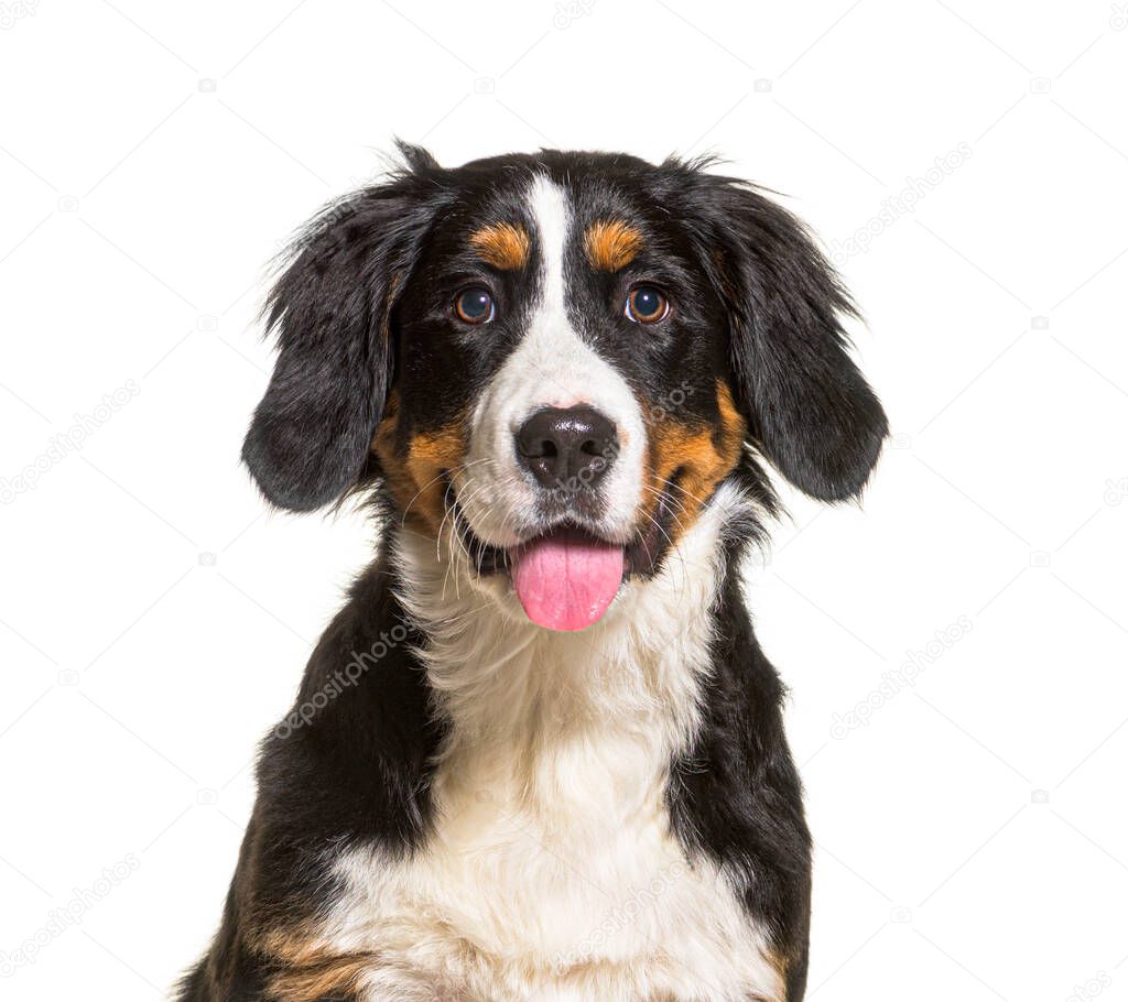 head shot of Young panting Bernese Mountain Dog, isolated on white