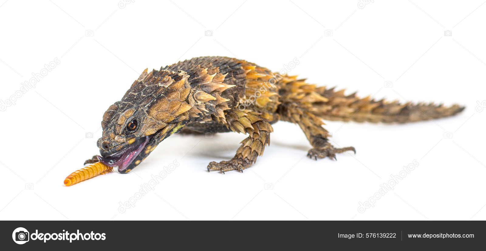 Golden Armadillo Lizard