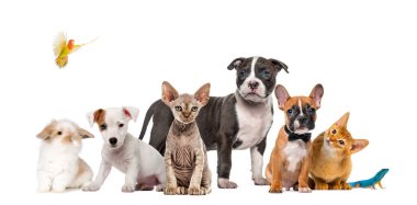 Large group of many dogs and cats standing in a row isolated on white clipart
