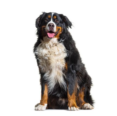 Üç renkli Bernese Dağ Köpeği oturuyor, kameraya bakıyor ve soluk soluğa soluğa kalıyor.