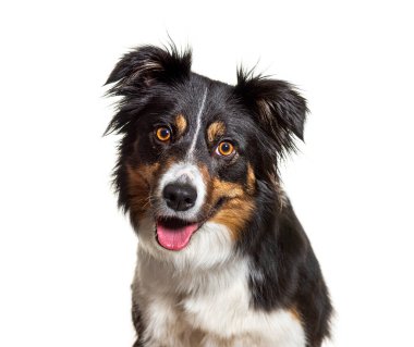 Üç renkli bir çoban köpeğinin portresi. Yüzü bembeyaz, soyutlanmış. 