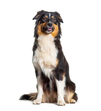 Beyaz arka plan oturan Avustralya çoban köpeği