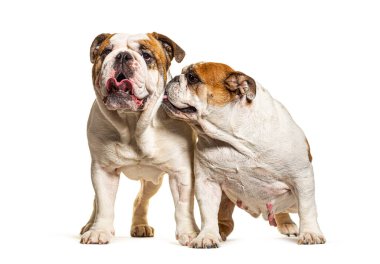Beyaz arka planda oturan iki İngiliz Bulldog 'u.