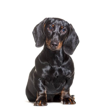 Dachshund köpeği, beyaz arka planda oturuyor.