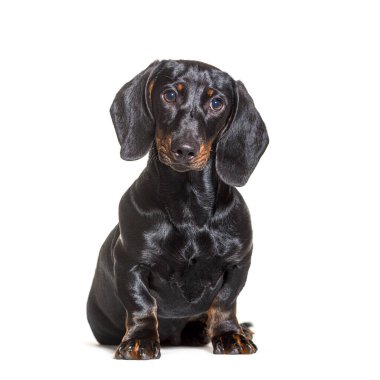 Dachshund dog, sitting in front of white background clipart