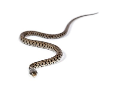 Çimen yılanı, Natrix natrix, beyaz üzerine izole edilmiş.