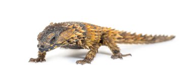 Armadillo kuşak kertenkele, Ouroborus katafaktüs, beyaz üzerine izole