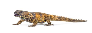 Armadillo kuşak kertenkele, Ouroborus katafaktüs, beyaz üzerine izole