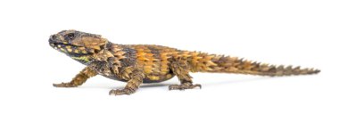 Armadillo kuşak kertenkele, Ouroborus katafaktüs, beyaz üzerine izole