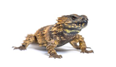 Armadillo kuşak kertenkele, Ouroborus katafaktüs, beyaz üzerine izole