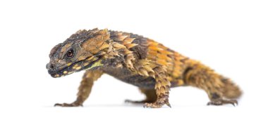 Armadillo kuşak kertenkele, Ouroborus katafaktüs, beyaz üzerine izole