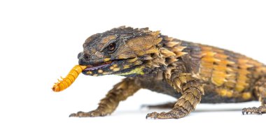Armadillo, Ouroborus katafaktüsü yiyen bir kertenkele.