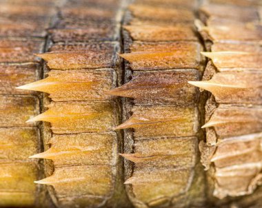 Armadillo kuşak kertenkele, Ouroborus katafaktüs, beyaz üzerine izole