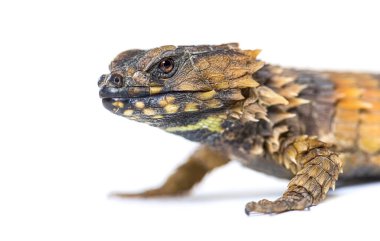 Armadillo kuşak kertenkele, Ouroborus katafaktüs, beyaz üzerine izole
