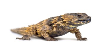 Armadillo kuşak kertenkele, Ouroborus katafaktüs, beyaz üzerine izole