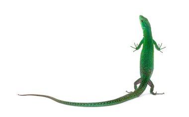 Yeşil göbekli kertenkele, Gastrofolis prasina, beyaz üzerine izole edilmiş.