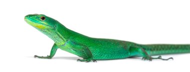 Yeşil göbekli kertenkele, Gastrofolis prasina, beyaz üzerine izole edilmiş.