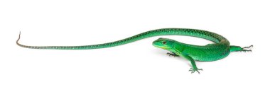 Yeşil göbekli kertenkele, Gastrofolis prasina, beyaz üzerine izole edilmiş.