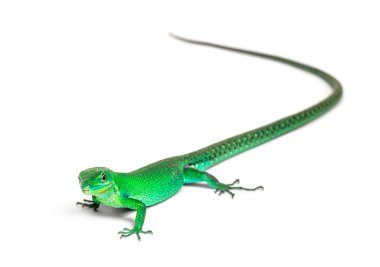 Yeşil göbekli kertenkele, Gastrofolis prasina, beyaz üzerine izole edilmiş.