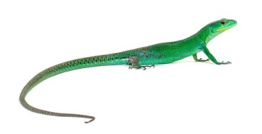 Yeşil göbekli kertenkele, Gastrofolis prasina, beyaz üzerine izole edilmiş.