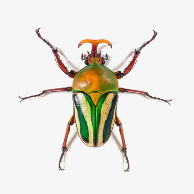 Flamboyant çiçek böceği Eudicella gralli türünün yüksek görüntüsü,