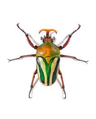 Flamboyant çiçek böceği Eudicella gralli türünün yüksek görüntüsü,