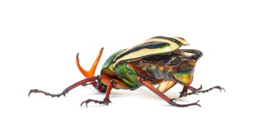 Gösterişli çiçek böceği, Eudicella gralli türü.,