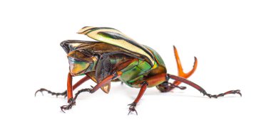 Gösterişli çiçek böceği, Eudicella gralli türü.,