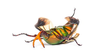 Parlak çiçek böceği, Eudicella gralli türü.,