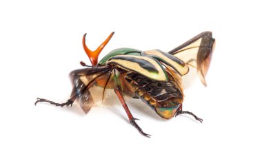 Flamboyant çiçek böceği, Eudicella gralli türünün arka görünüşü,