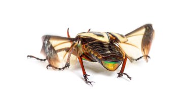 Flamboyant çiçek böceği, Eudicella gralli türünün arka görünüşü,