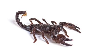 Çocuk İmparatoru Akrep, Pandinus hükümdarı, izole edilmiş