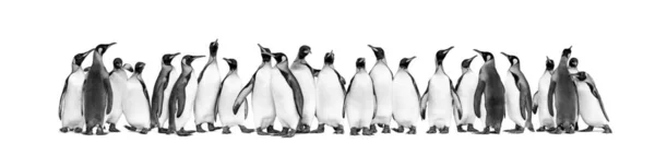 Black White View Colony King Penguins Together Isolated White — Stock Photo, Image