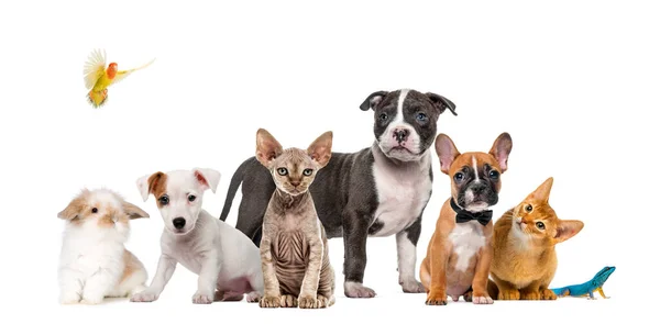 Stor Grupp Många Hundar Och Katter Står Rad Isolerade Vitt — Stockfoto
