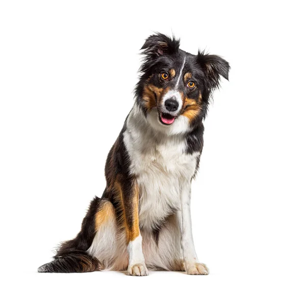Retrato Tri Color Border Collie Dog Sentado Ofegante Olhando Para — Fotografia de Stock