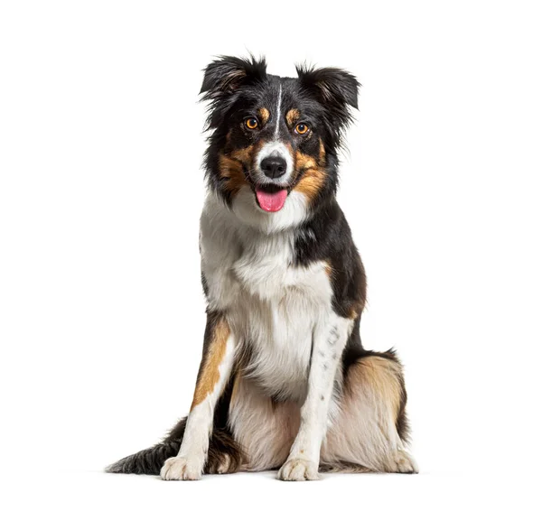 Porträt Dreifarbiger Border Collie Hund Sitzt Hechelt Und Blickt Die — Stockfoto