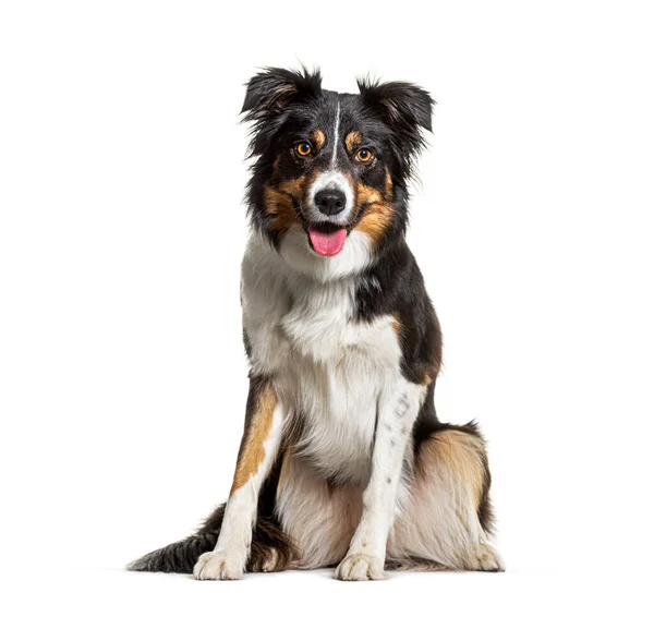 Portret Driekleurige Border Collie Hond Zittend Hijgend Kijkend Naar Camera — Stockfoto