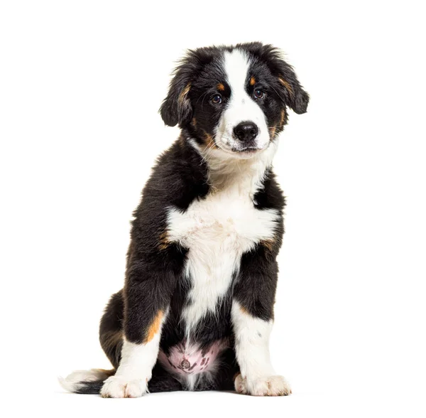 Puppy Bordernese Dog Mixedbreed Border Collie Bernese Mountain Dog Tři — Stock fotografie