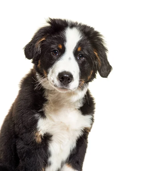 子犬のボーダン犬 混合品種ボーダーコリーとベルネーゼ山犬 3ヶ月 — ストック写真